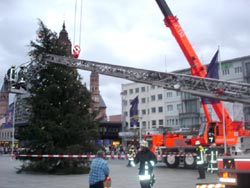 Sturmschaden Weihnachtsbaum