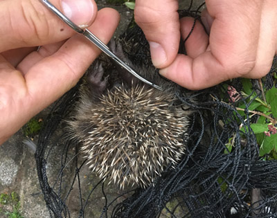 Igel